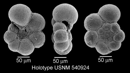 Microhedbergella praeplanispira Huber & Leckie, 2011