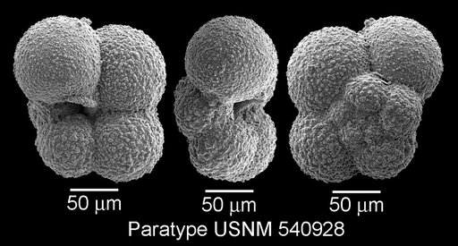 Microhedbergella pseudodelrioensis Huber & Leckie, 2011