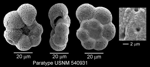 Microhedbergella pseudoplanispira Huber & Leckie, 2011