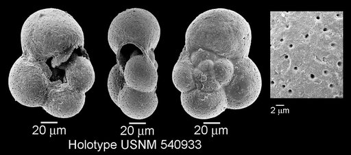 Microhedbergella renilaevis Huber & Leckie, 2011