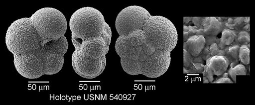 Microhedbergella pseudodelrioensis Huber & Leckie, 2011