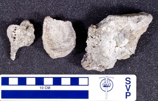 Genus sp