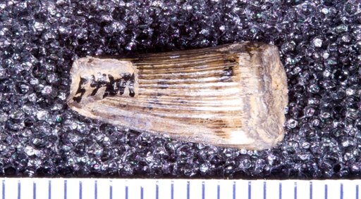 Genus sp