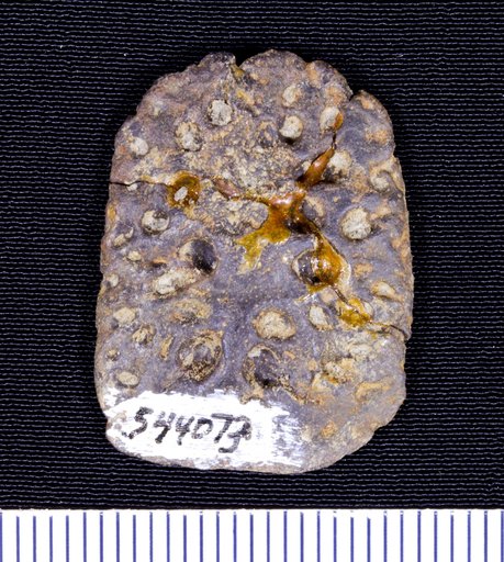Genus sp