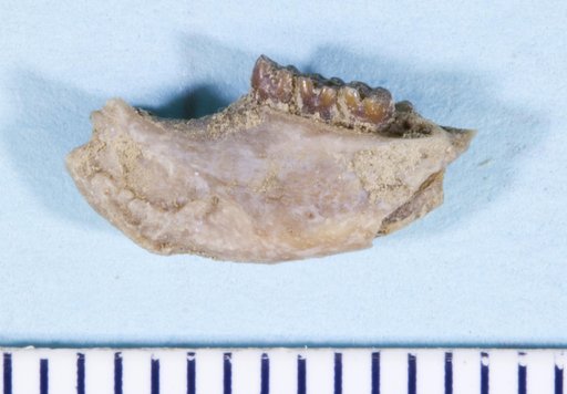 Paradjidaumo minor (Douglass, 1901)