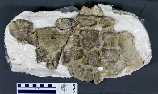 Genus sp