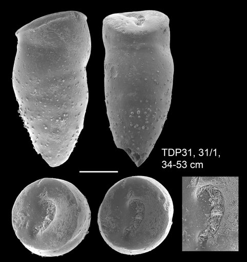 Colomia africana Wendler, 2011