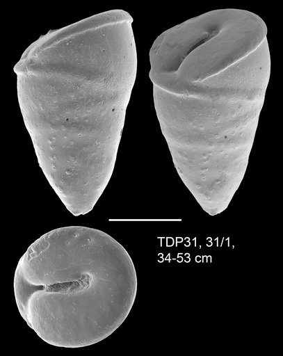 Colomia africana Wendler, 2011
