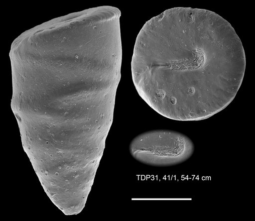 Colomia africana Wendler, 2011