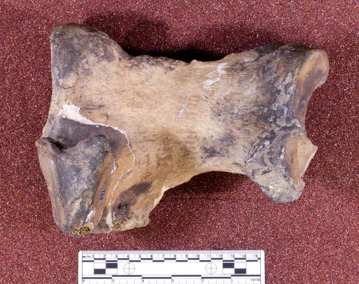 Mylodon harlani Owen