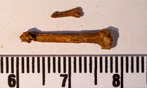 Genus sp