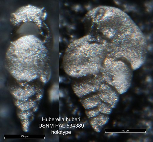 Huberella huberi Georgescu, 2007