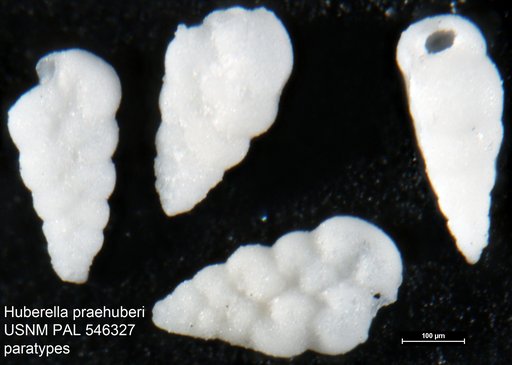 Huberella praehuberi Georgescu, 2007