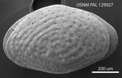 Brachycythere concentrica (Reuss)
