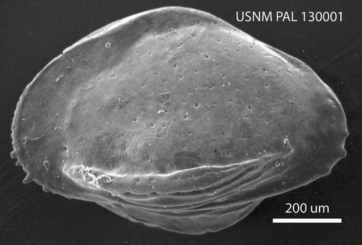 Brachycythere rhomboidalis (Berry, 1925)