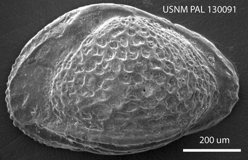Brachycythere subconcentrica (Alexander)