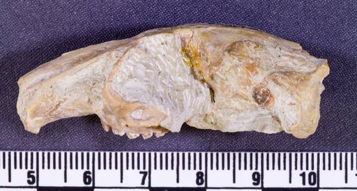 Palaeolagus sp
