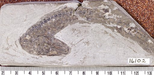 Genus sp