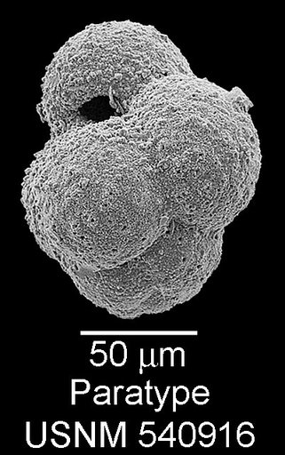 Pseudoguembelitria blakenosensis Huber & Leckie, 2011