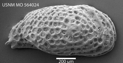 Cythereis gibberula (Reuss)