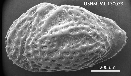 Cythereis rectangulopora (Berry)
