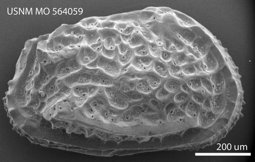 Cythereis macropora (Bosquet)