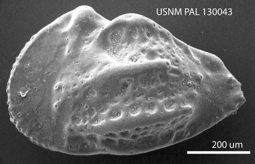 Cythereis parallelopora Alexander
