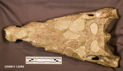 Borealosuchus wilsoni (Mook, 1959)
