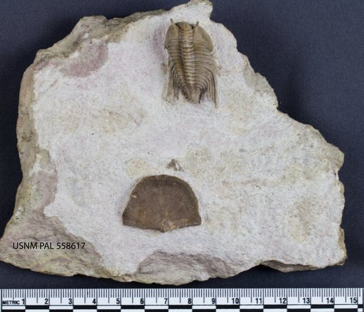 Cybele belatula