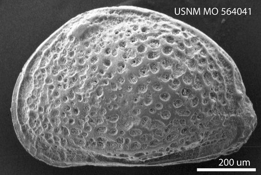Hemicythere punctata (Von Muenster)