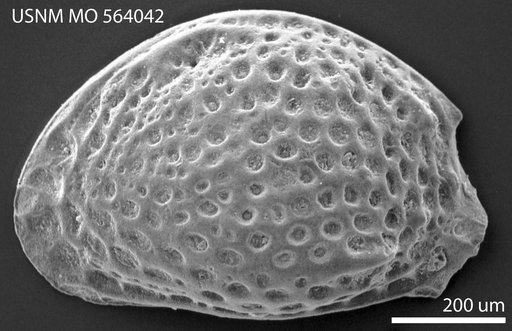 Hemicythere deformis (Reuss)