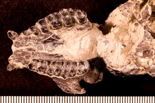 Notharctus sp