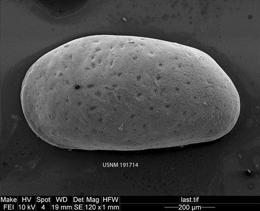 Cyprideis pannonica (Mehes)