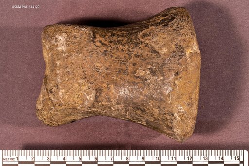 Genus sp