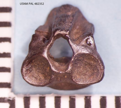 Opisthotriton kayi Auffenberg, 1961