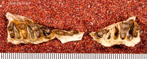 Gazinocyon vulpecula (Matthew, 1915)