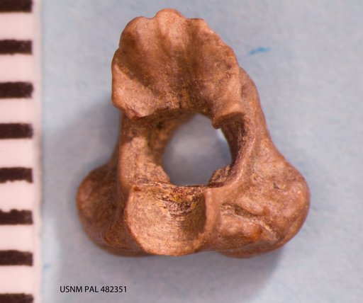Opisthotriton kayi Auffenberg, 1961