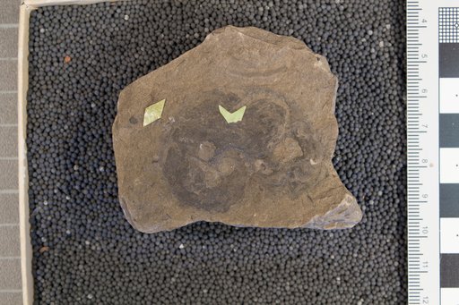 Goniatites ? sp Cleland