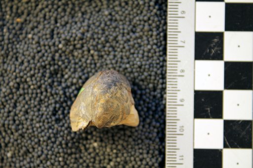 Platyceras bertheletensis Cleland