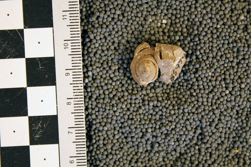 Cyclonema ? subglobosa Cleland