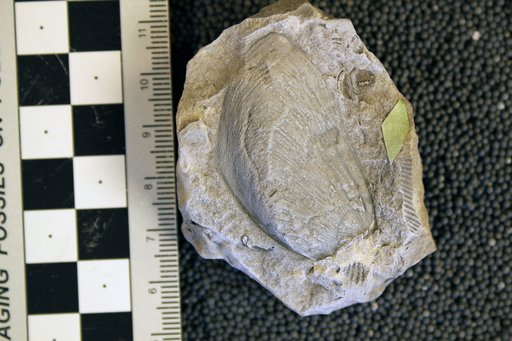 Modiomorpha schucherti Cleland