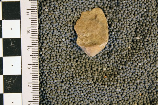 Paracyclas ohioensis var. tenuistriata Cleland