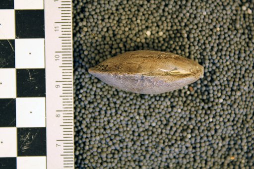 Modiomorpha mytiloides var. milwaukeensis Pohl