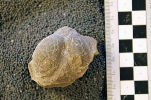 Edmondia fragilis Cleland