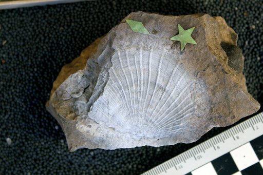 Pterinopecten telleri Cleland