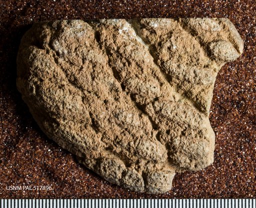 Multivasculatus ovatus Howell & Vanhouten