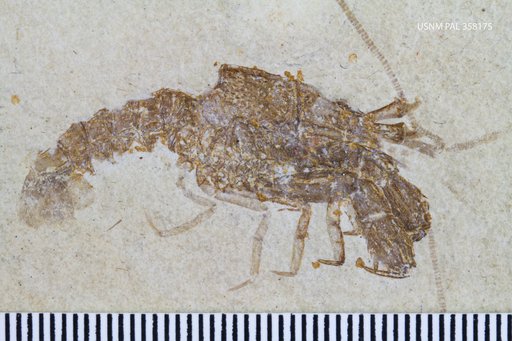 Glyphea pseudoscyllarus von Schlotheim