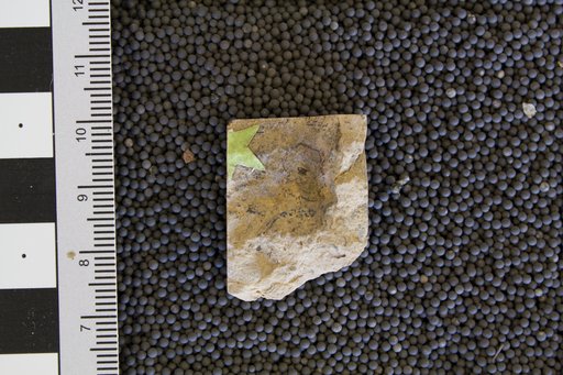 Arabellites crescentus Cleland