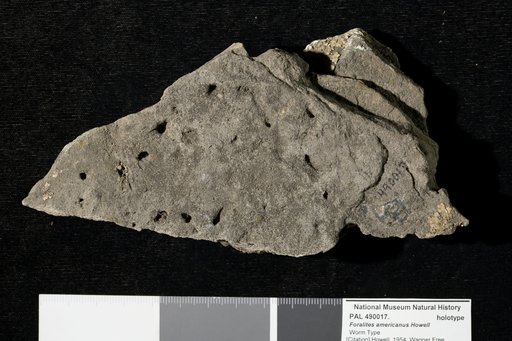 Foralites americanus Howell