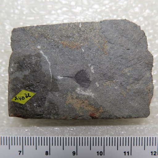 Genus indet. sp indet. Resser & Howell